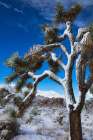 Winter storm-Joshua Tree National Park-California Art Print